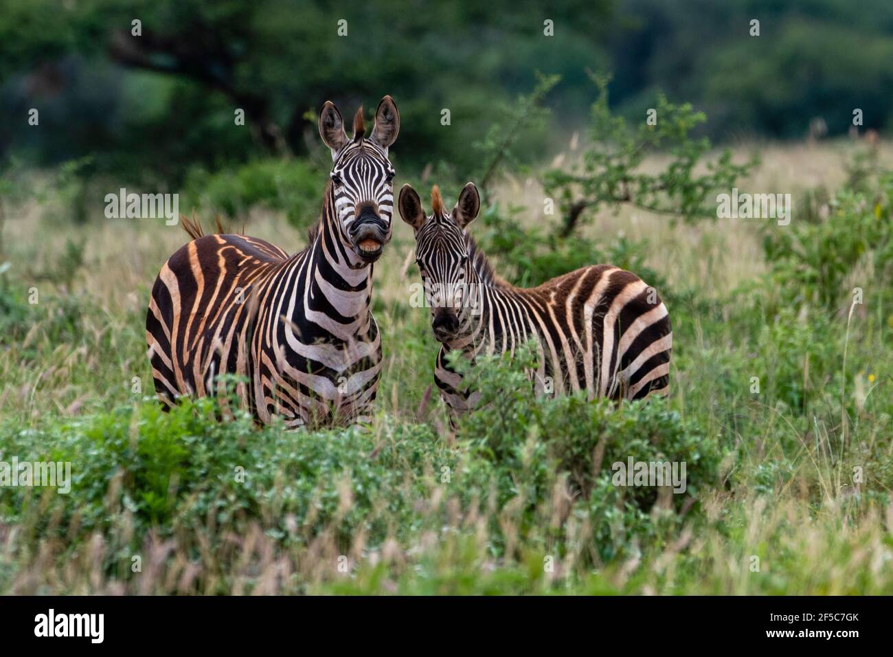 African grants zebra hi-res stock photography and images - Alamy