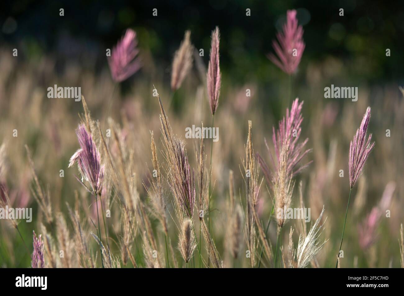 Red Oat Hi res Stock Photography And Images Alamy red-oat-hi-res-stock-photography-and-images-alamy