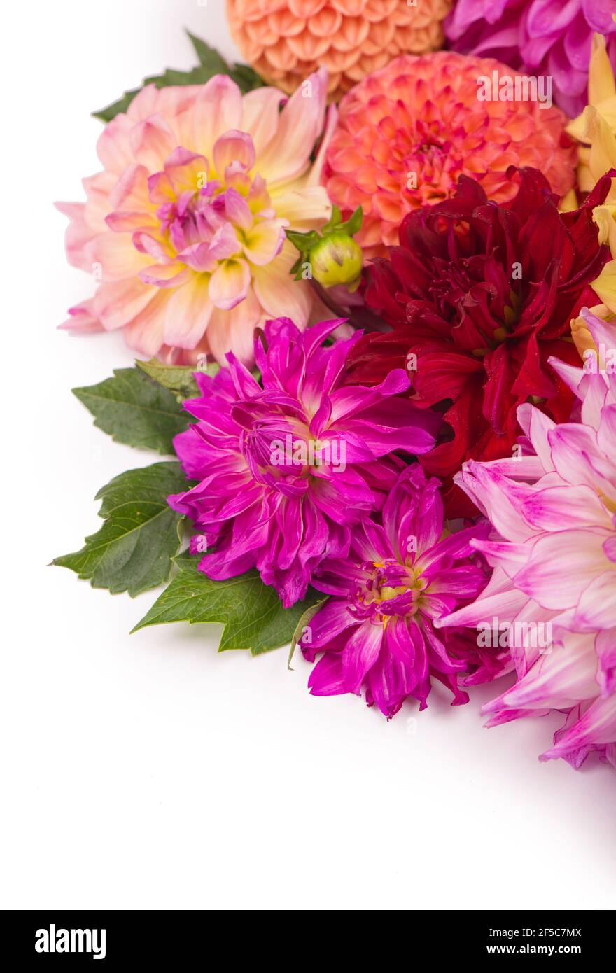 Deautiful flower dahlia isolated on a white background Stock Photo - Alamy