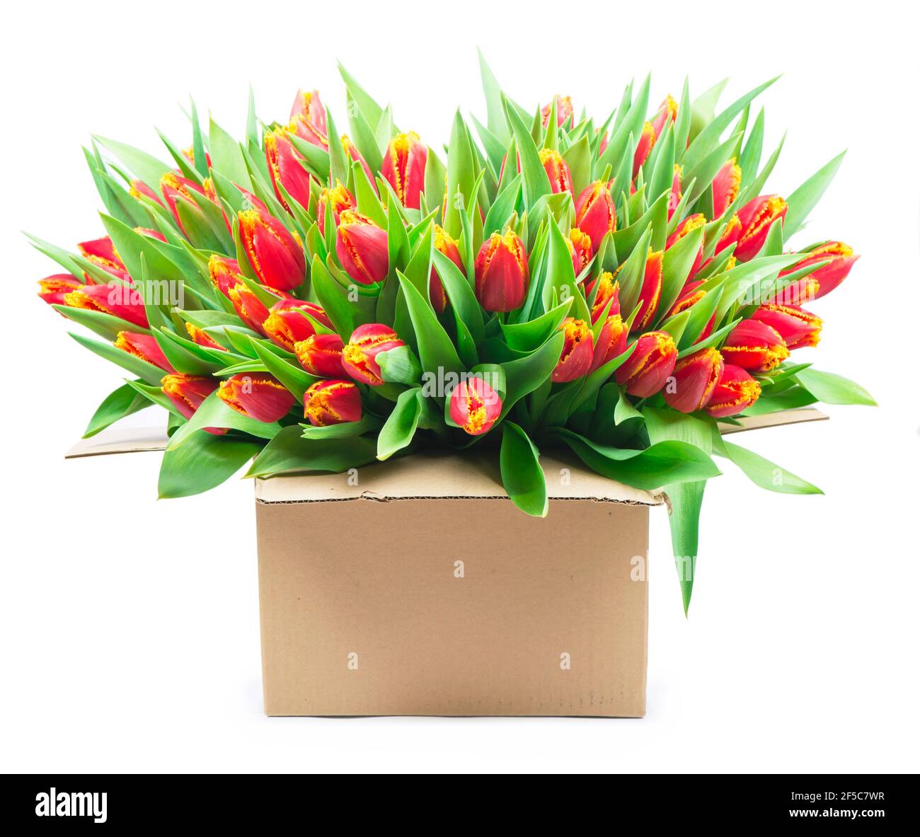 big bouquet of red tulips in a basket on a white background Stock Photo ...