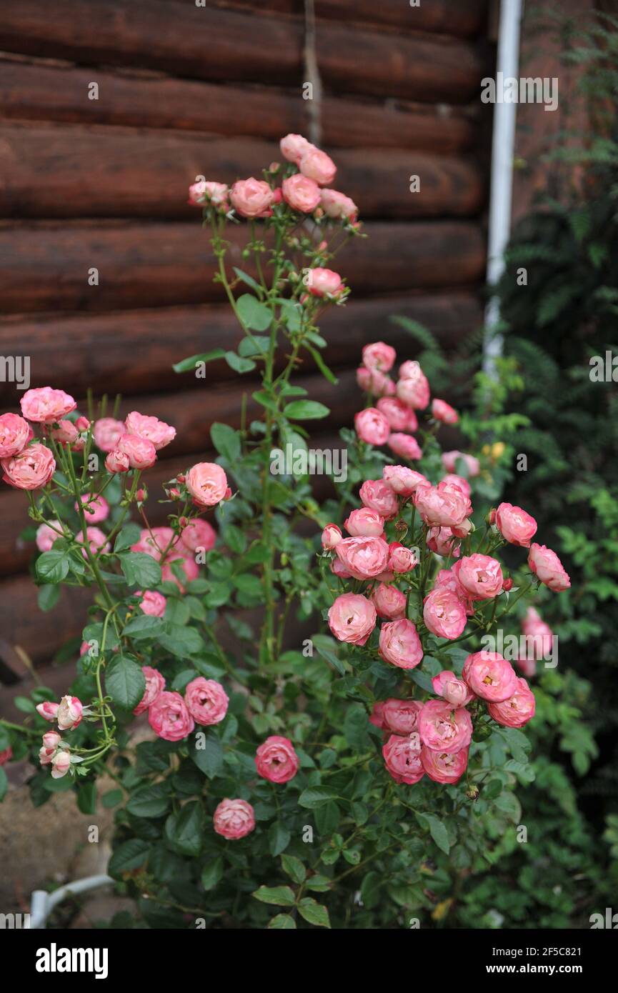 Pink-russet Shrub rose (Rosa) Acropolis blooms in a garden in August Stock  Photo - Alamy