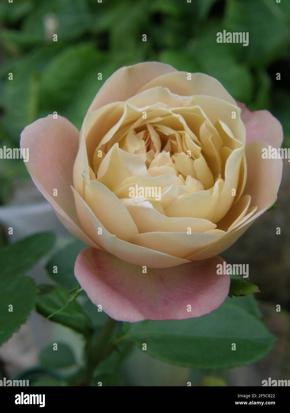 Pink-russet Shrub rose (Rosa) Acropolis blooms in a garden in July Stock Photo