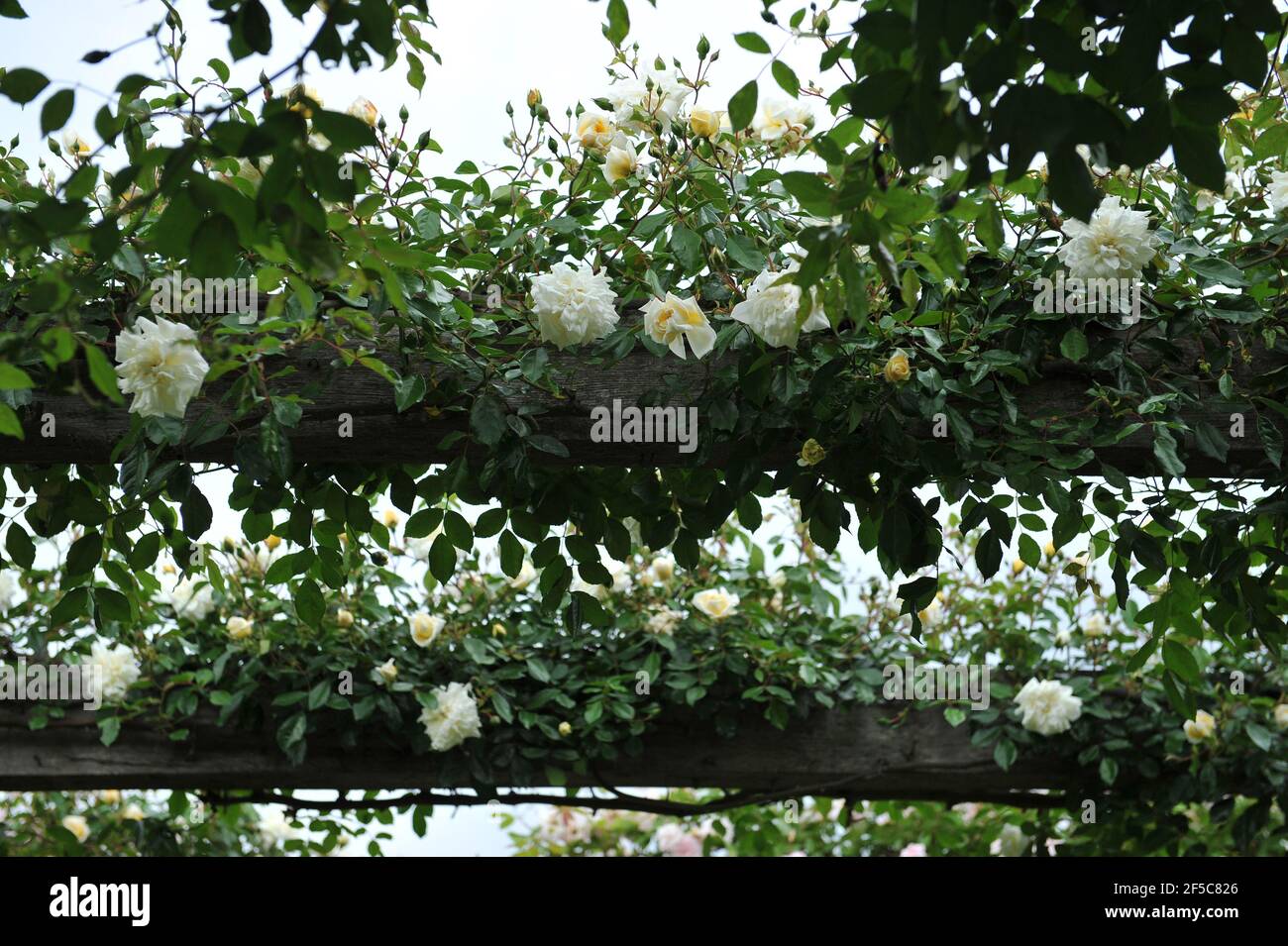 Barbier Rambling Roses Climbing roses on pergola hi-res stock photography and images - Alamy