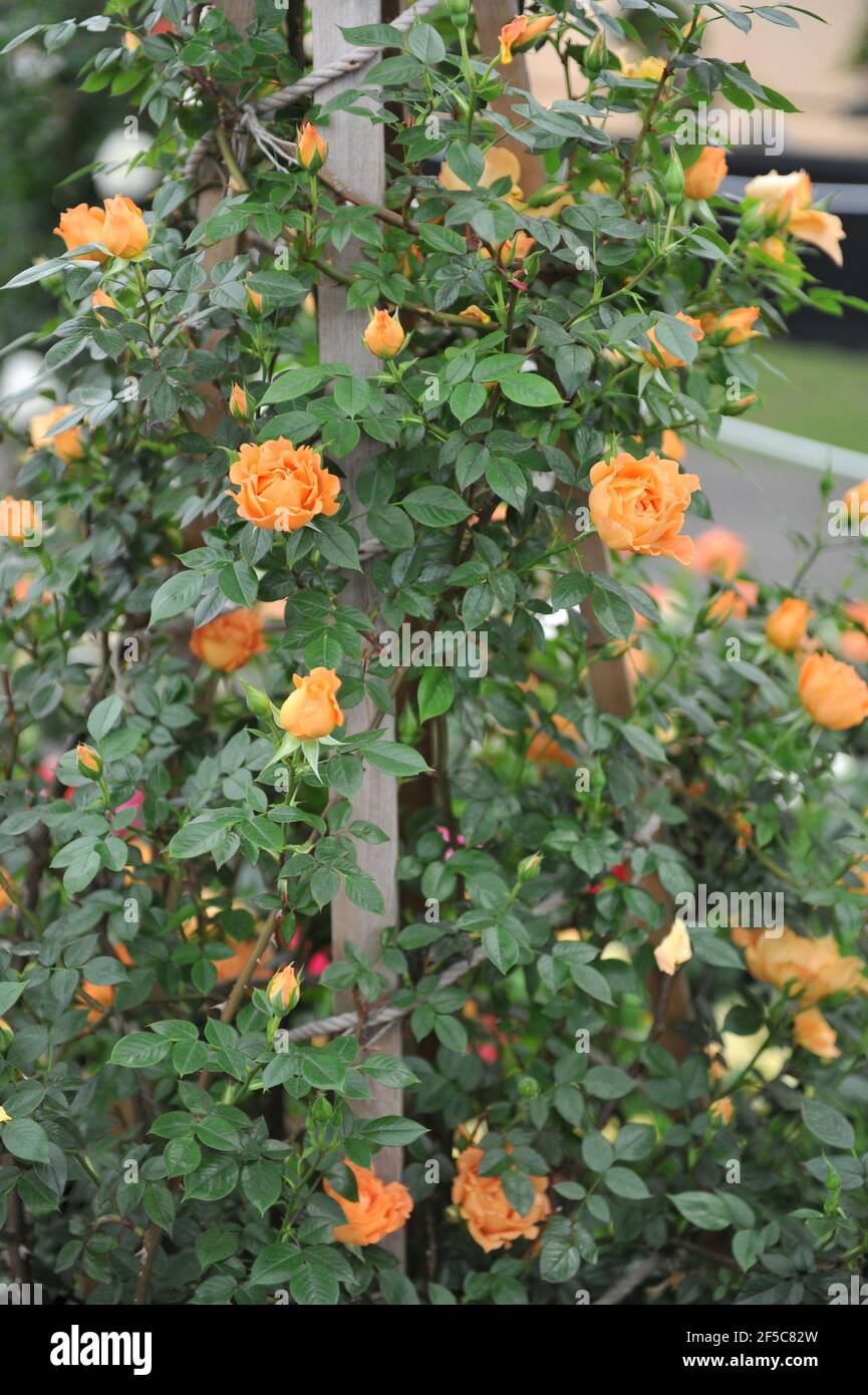 Orange Large-Flowered Climber rose (Rosa) Bridge of Sighs blooms on a pergola in a garden in May Stock Photo