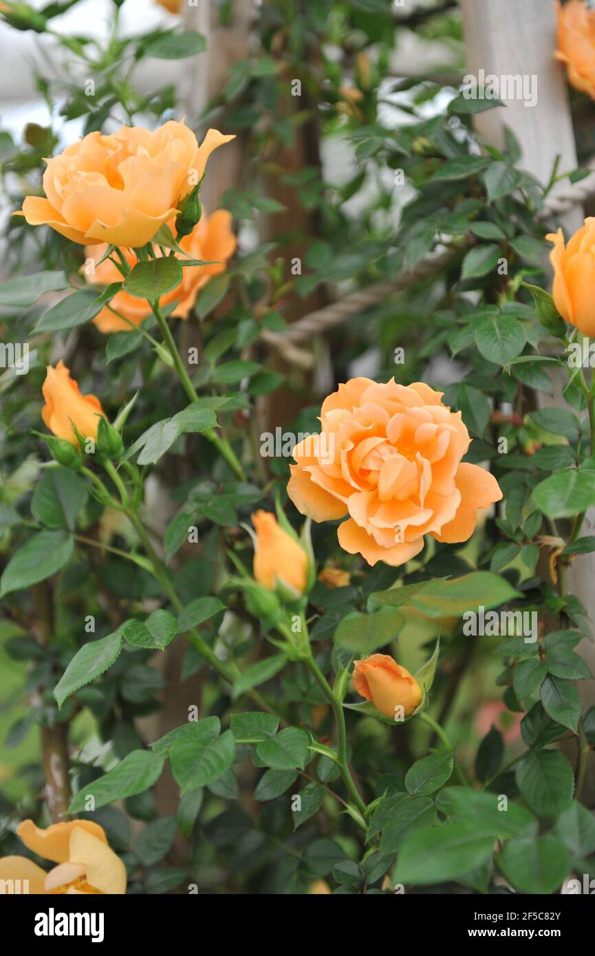Orange Large-Flowered Climber rose (Rosa) Bridge of Sighs blooms on a pergola in a garden in May Stock Photo