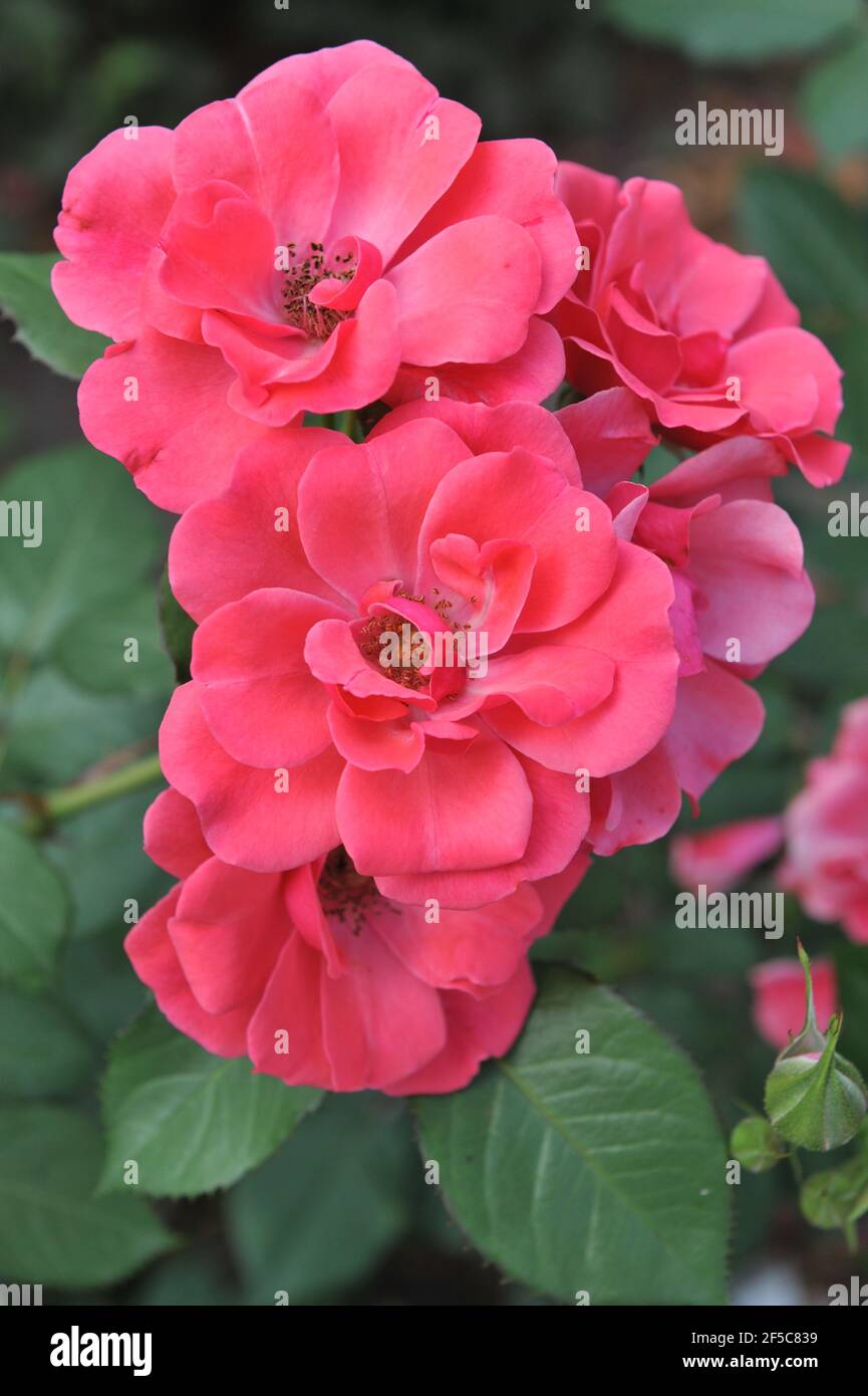 Pink Floribunda rose (Rose) Buisman's Triumph bloom in a garden in July Stock Photo