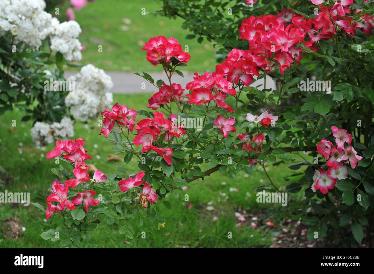 Deep pink with a white eye Hybrid Musk rose (Rosa) Bukavu blooms in a garden in June Stock Photo