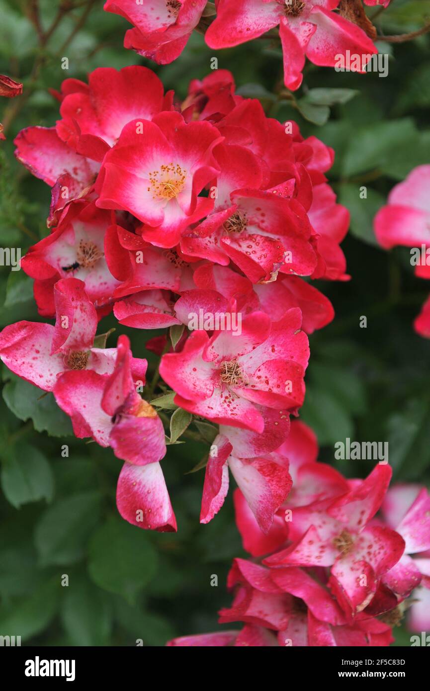 Deep pink with a white eye Hybrid Musk rose (Rosa) Bukavu blooms in a garden in June Stock Photo