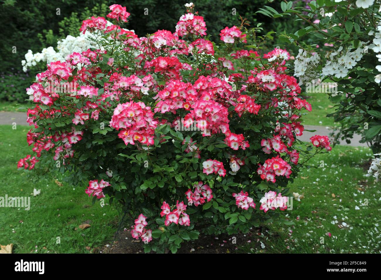 Deep pink with a white eye Hybrid Musk rose (Rosa) Bukavu blooms in a garden in June Stock Photo