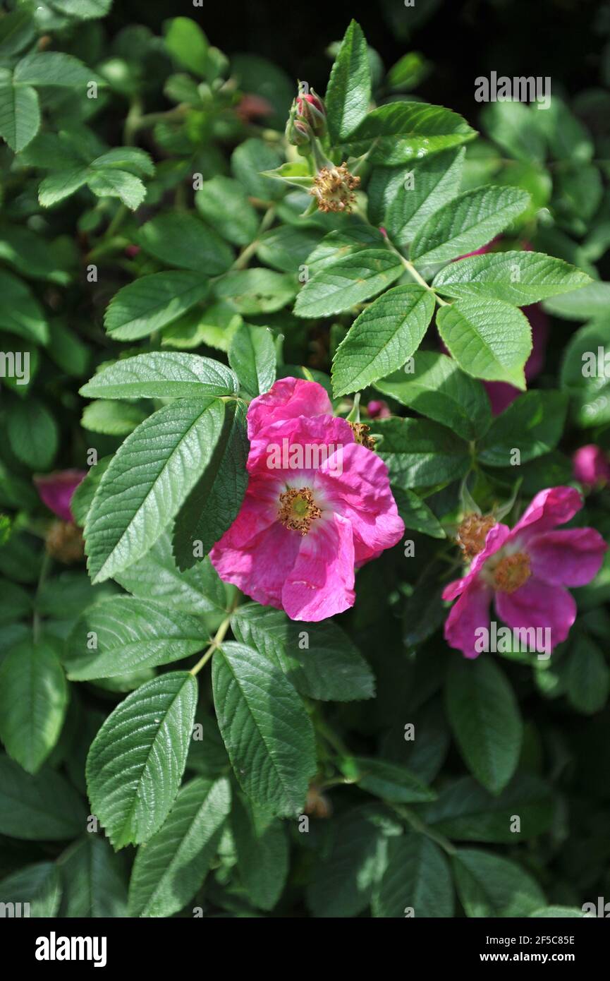 Pink California wild rose (Rosa californica) blooms in a garden in May Stock Photo