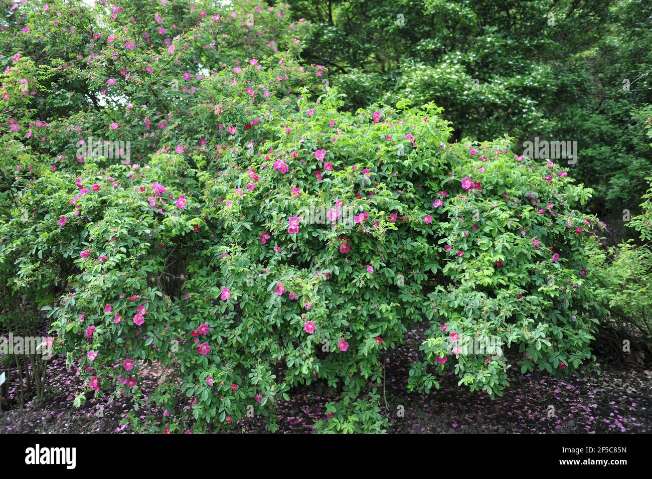 Pink California wild rose (Rosa californica) blooms in a garden in May  Stock Photo - Alamy