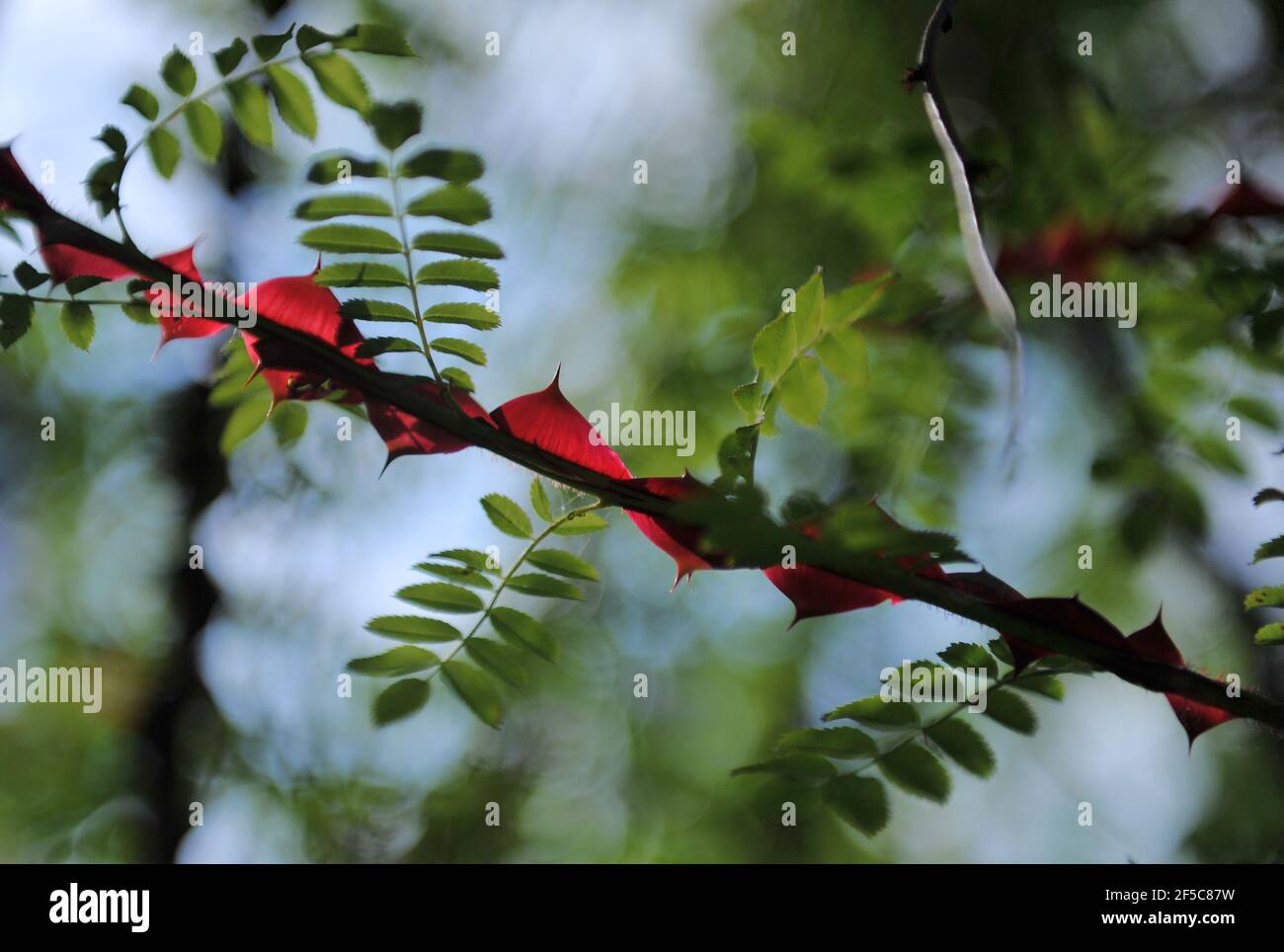 Ornamental red thorns of a shrub rose (Rosa) Cantabrigiensis in a garden in May Stock Photo