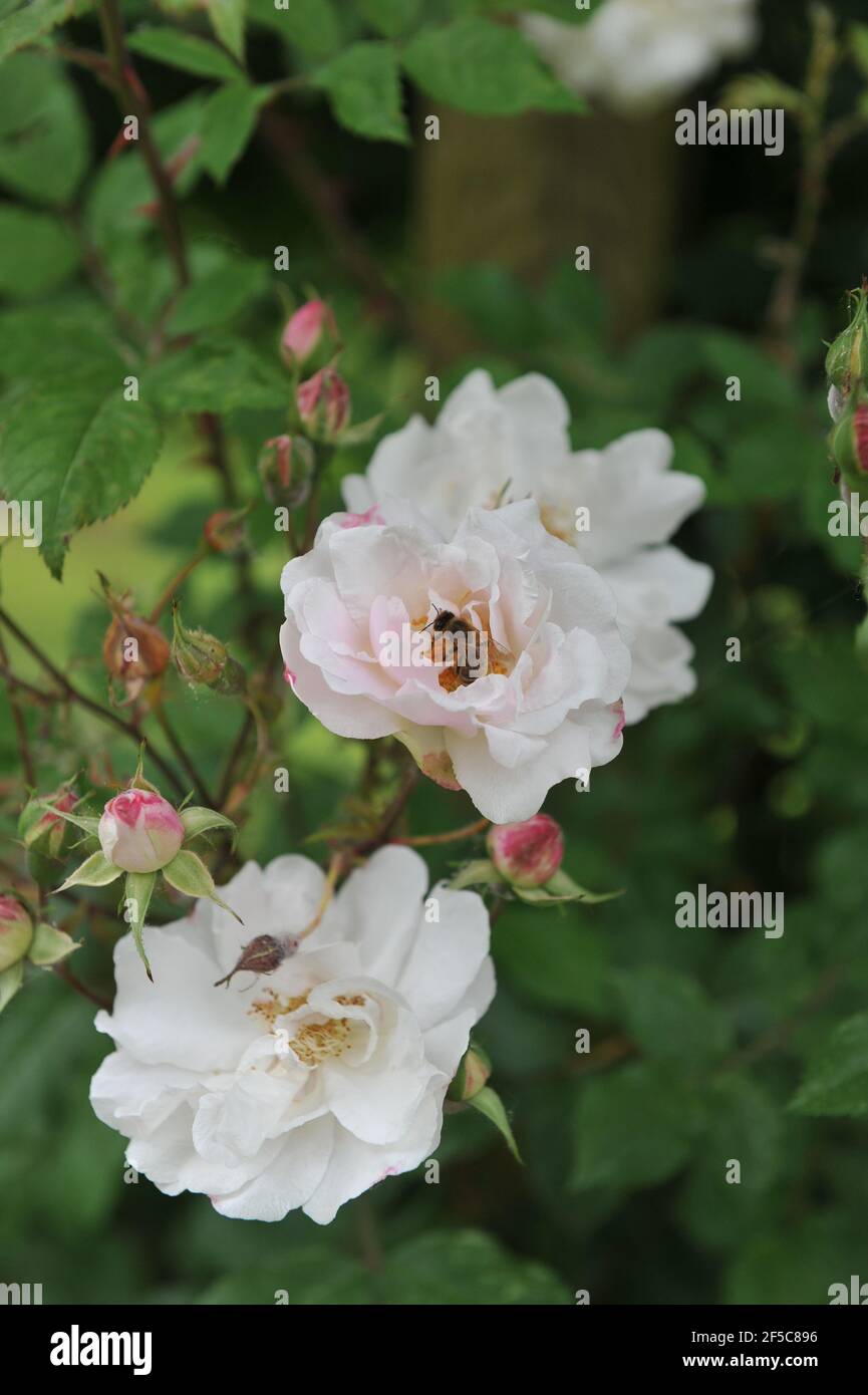 White Species Ayrshire rose (Rosa capreolata) blooms in a garden in  June Stock Photo