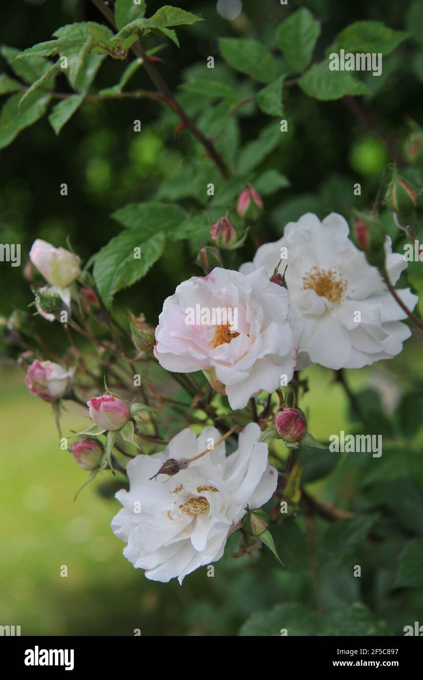 White Species Ayrshire rose (Rosa capreolata) blooms in a garden in  June Stock Photo