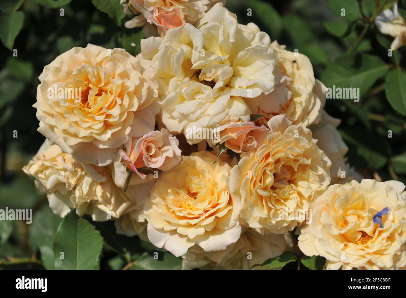 Apricot-yellow with pink undertones Hybrid Tea rose Caramella blooms in a  garden in June Stock Photo - Alamy