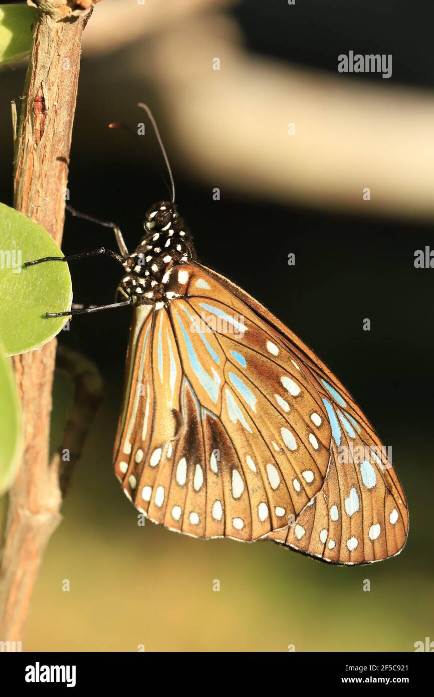 Blue Tiger butterfly resting on a branch with wings closed. Stock Photo
