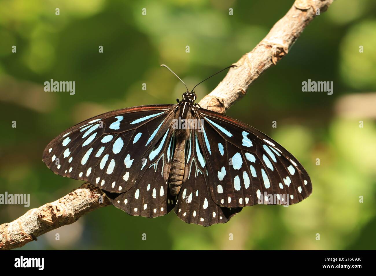 Blue Tiger butterfly resting on a branch with wings open. Stock Photo