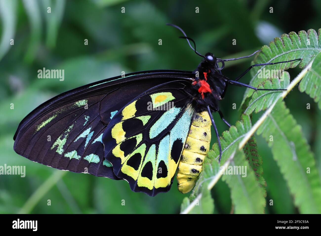 A beautiful male Cairns Birdwing butterfly resting on a leaf with wings closed. Stock Photo
