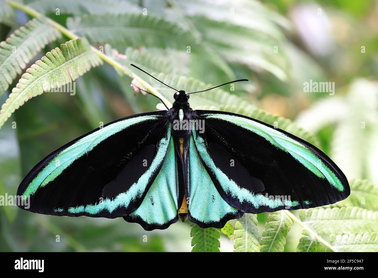 A beautiful male Cairns Birdwing butterfly resting on a leaf with wings open. Stock Photo