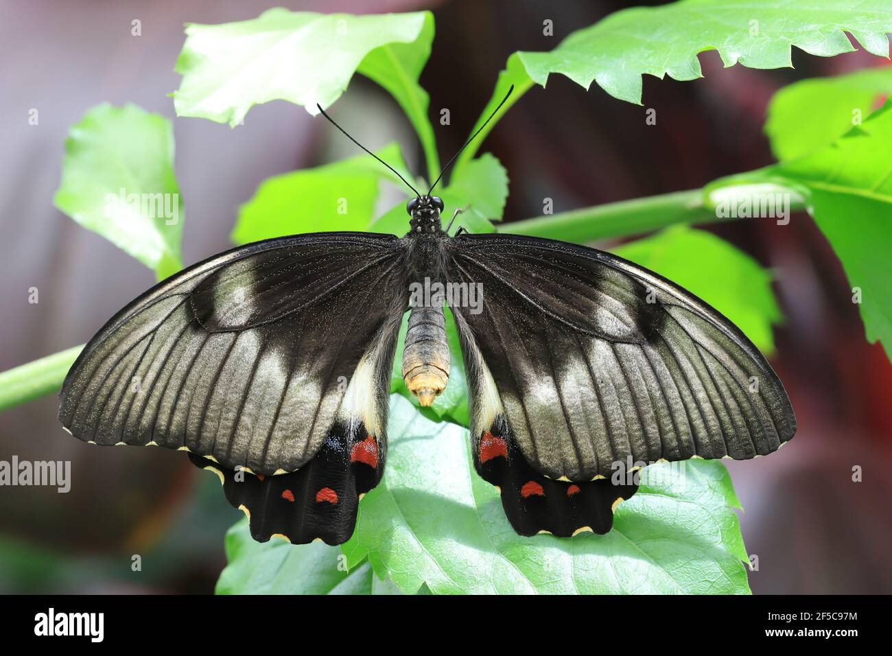 Beautiful female Orchard Swallowtail butterfly resting on a leaf with wings open. Stock Photo