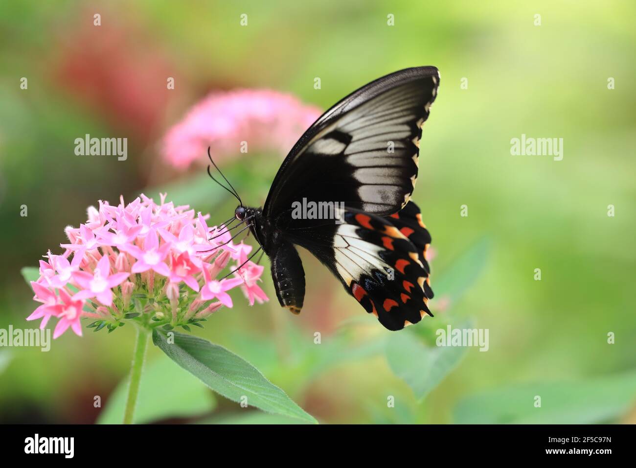 Beautiful female Orchard Swallowtail butterfly feeding on a pink flower Stock Photo