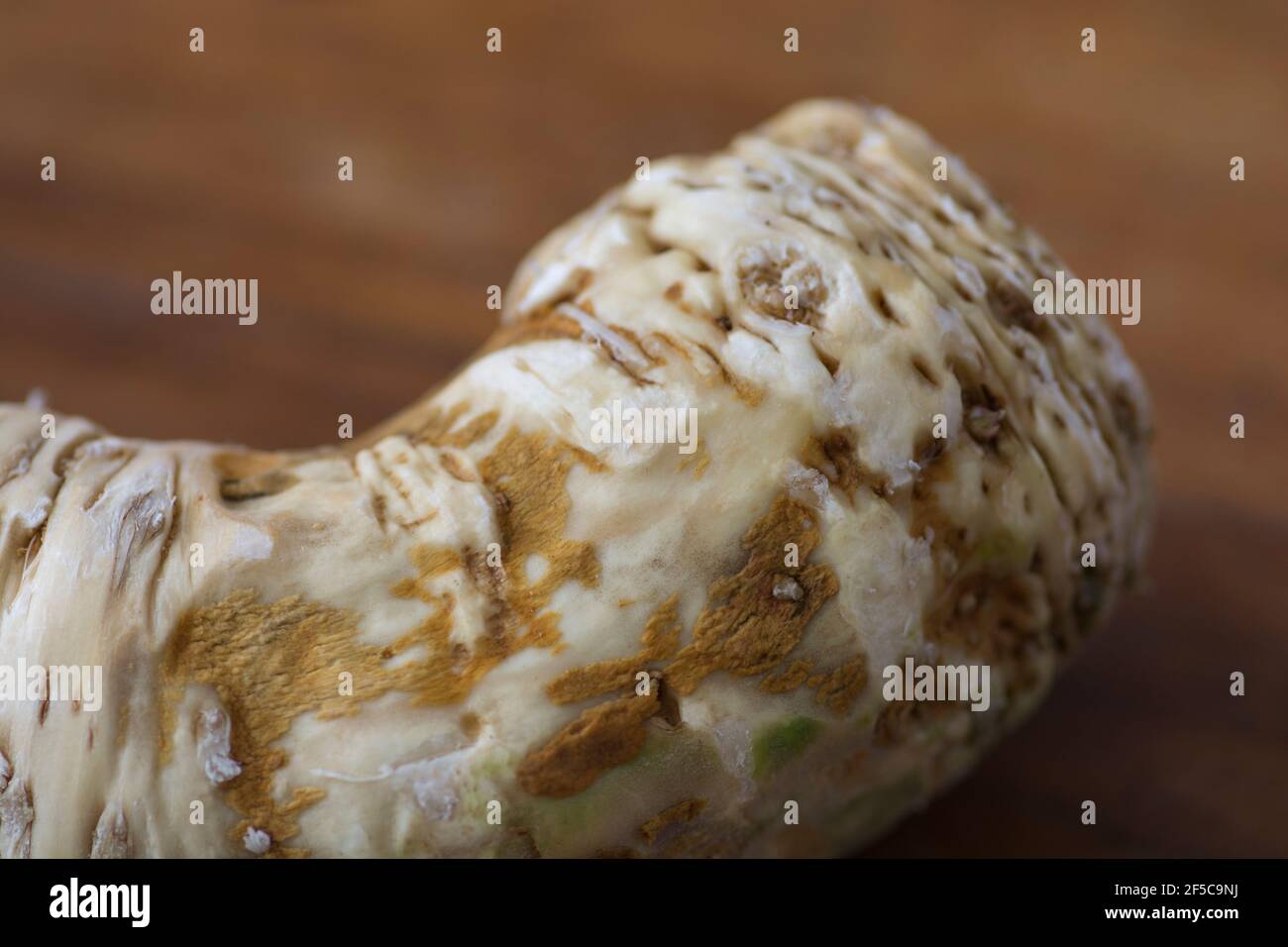 Close up of an Horseradish (Armoracia rusticana, syn. Cochlearia armoracia) root vegetable, cultivated and used worldwide as a spice and as a condimen Stock Photo