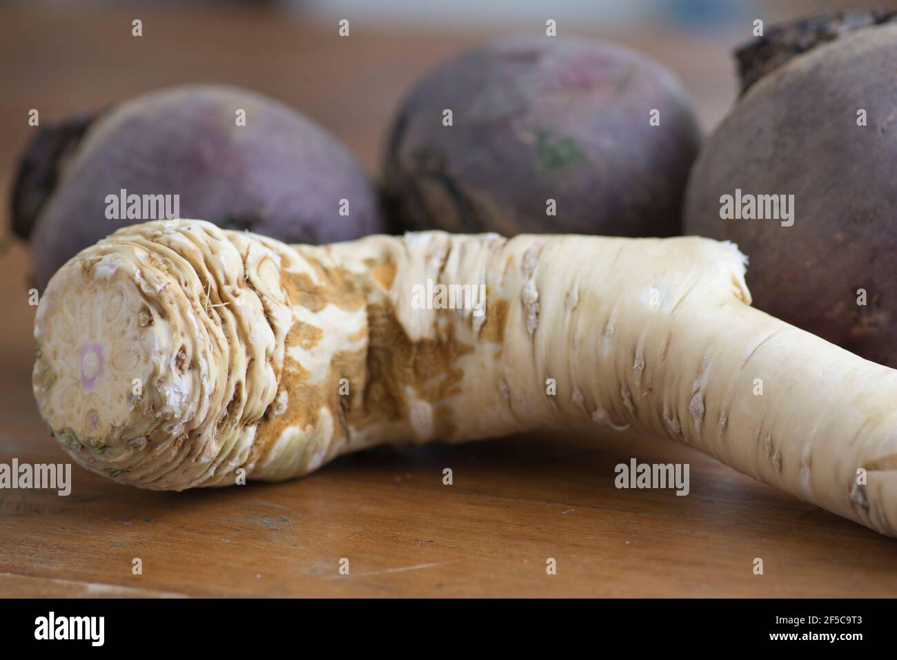 Close up of an Horseradish (Armoracia rusticana, syn. Cochlearia armoracia) a root vegetable, cultivated and used worldwide as a spice Stock Photo