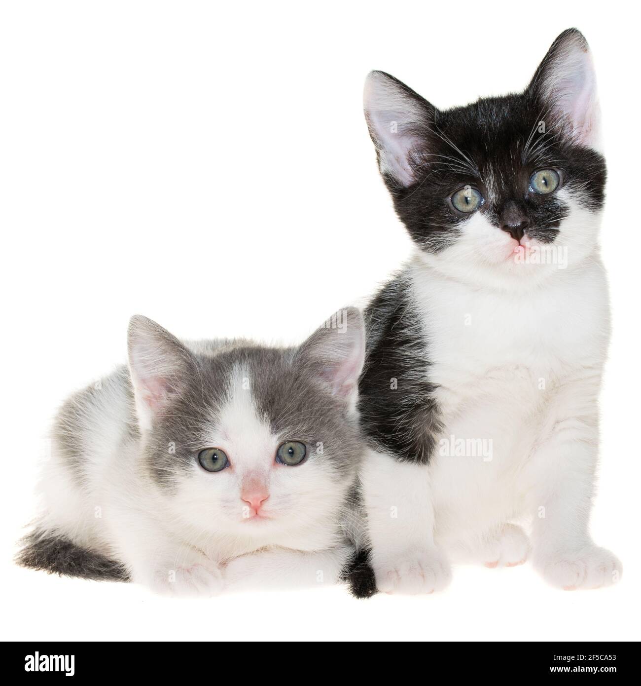 Bicolor two small shorthair kitten lie isolated on a white background. Stock Photo