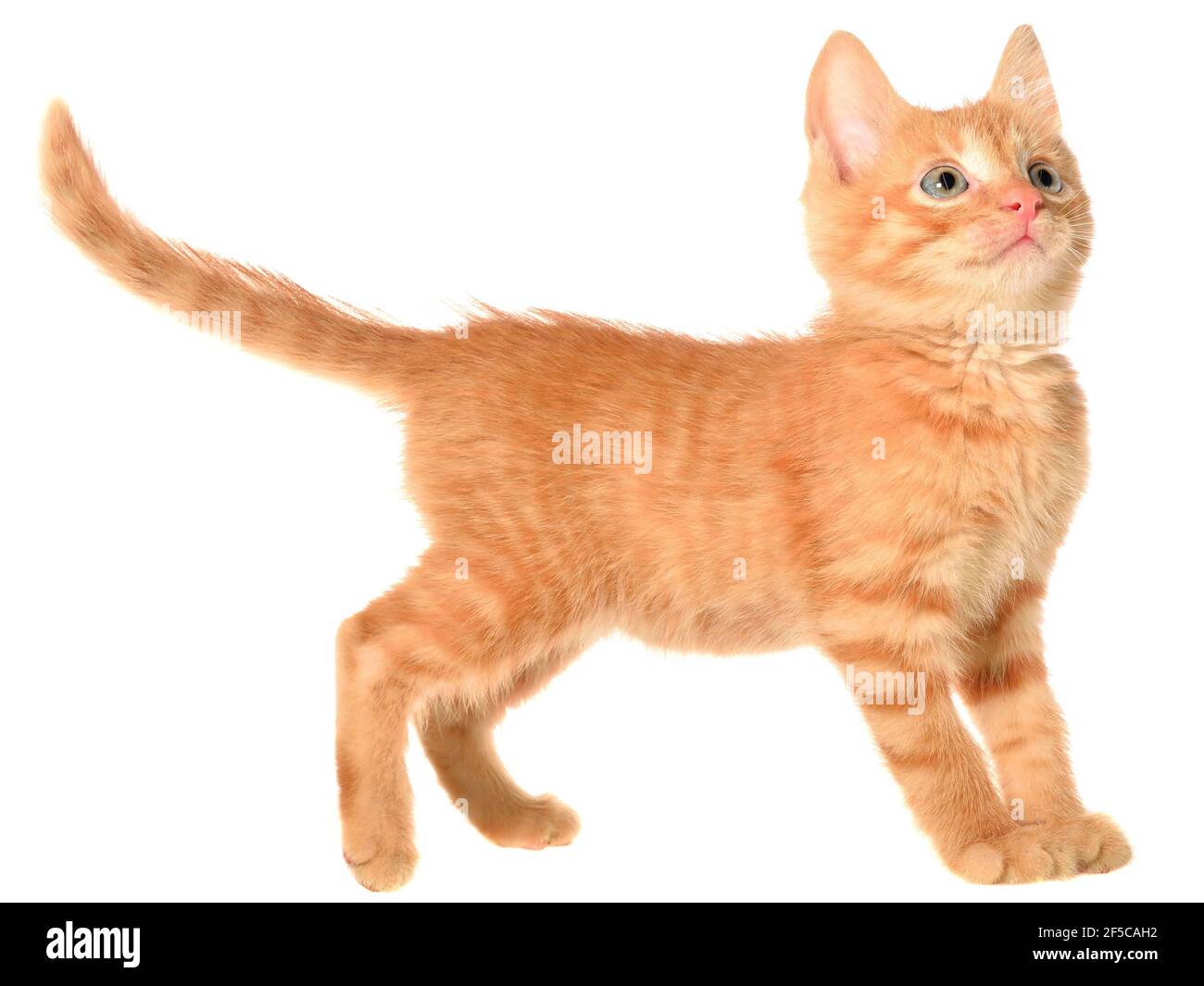 Orange kitten goes on a side view isolated Stock Photo - Alamy