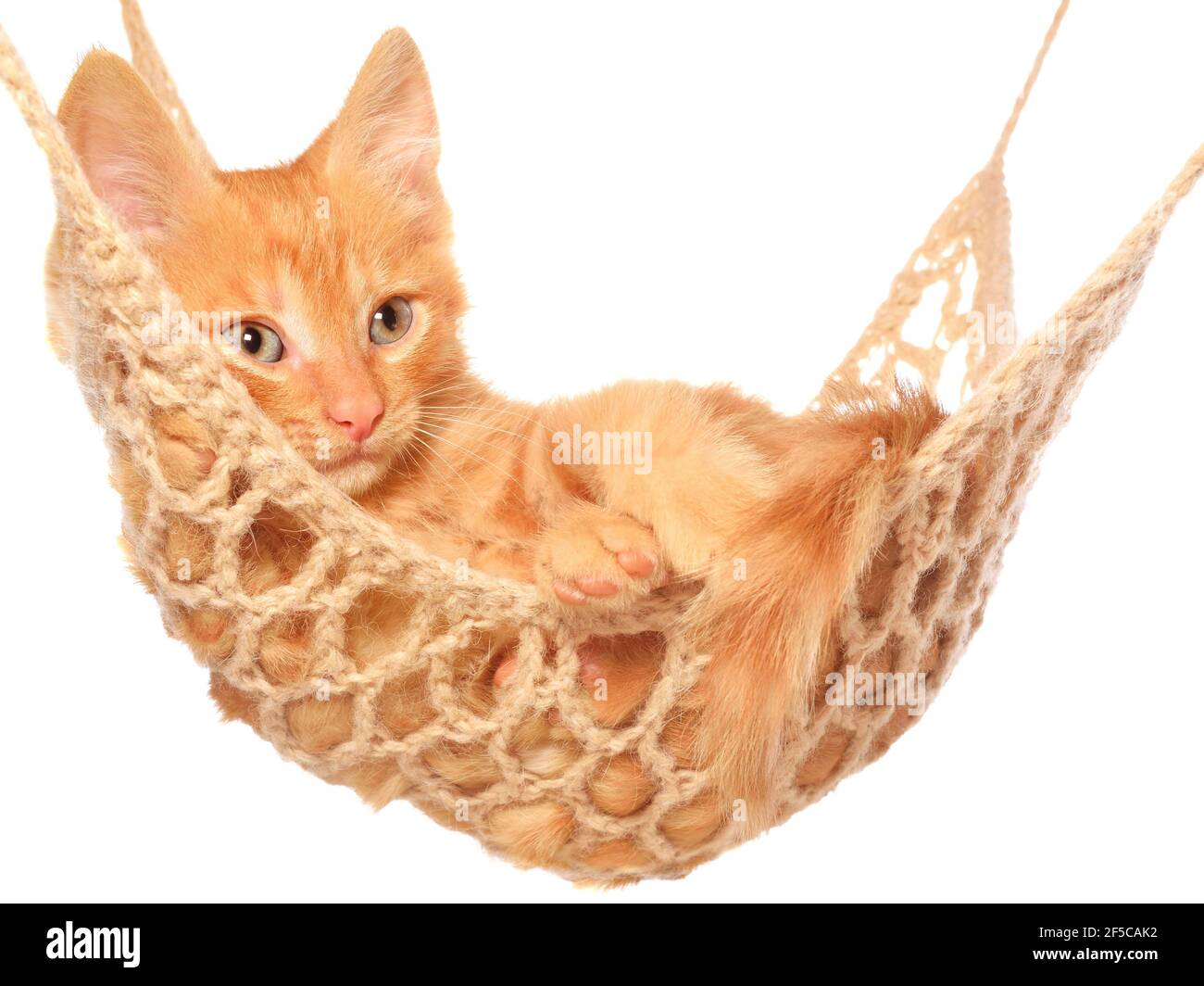 kitten hammock