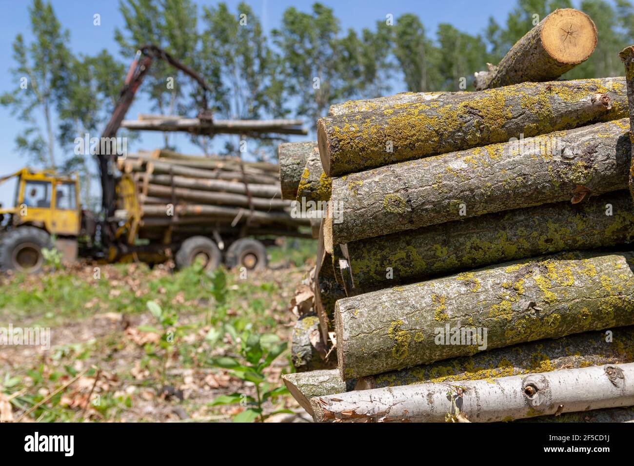 Loading tree logs with timber crane to heavy truck trailer for transportation. Lumber industry and impact on the environment. Stock Photo