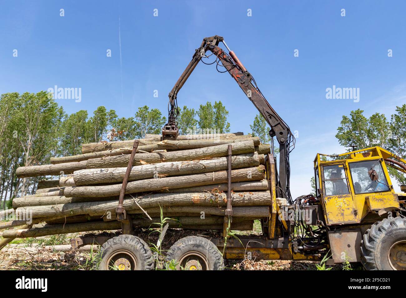 Worker loading tree logs with timber crane to heavy truck trailer for transportation. View on mechanical arm of logger loading logs. Lumber industry. Stock Photo