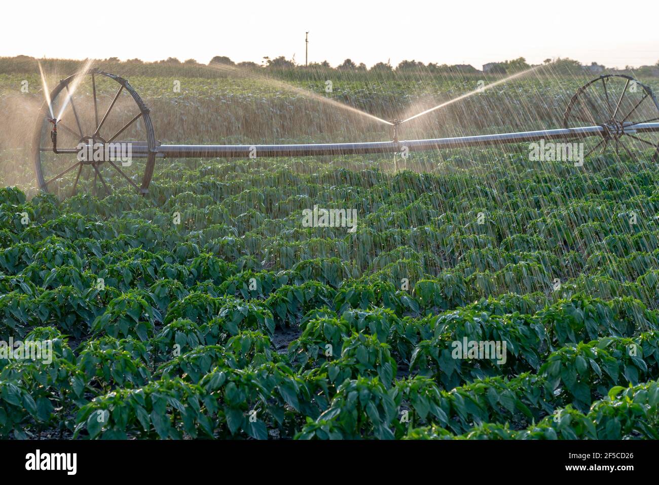 Farm Field Irrigation System Watering Plants. Agricultural Irrigation
