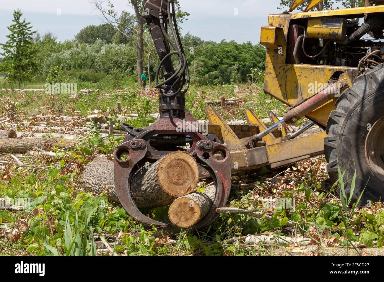Loading tree logs with timber crane to heavy truck trailer for transportation. View on mechanical arm of logger loading logs. Lumber industry. Stock Photo