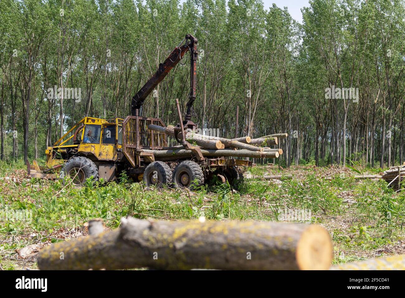 Man loading felled tree logs with timber crane to heavy truck trailer ...