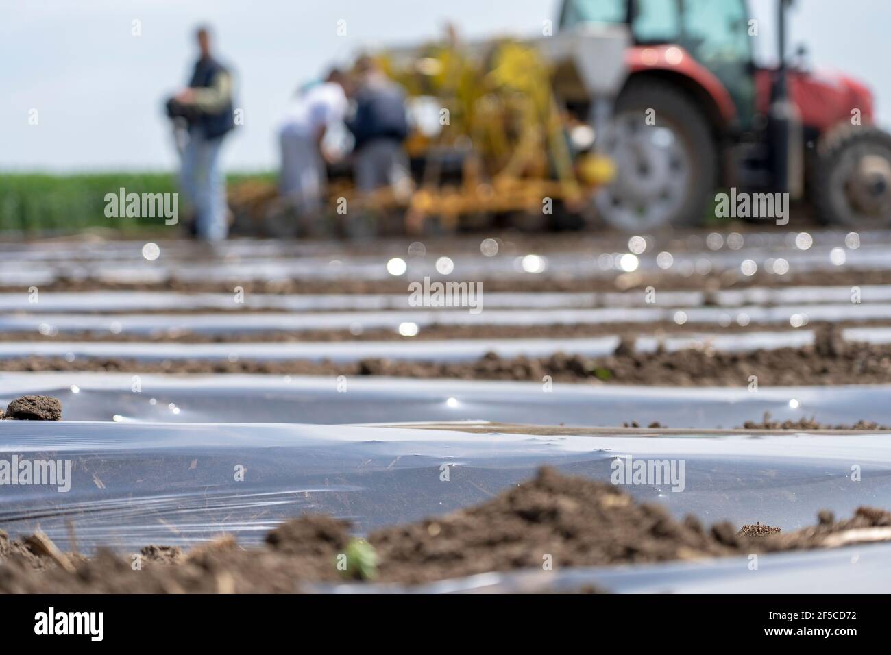 Tractor using mulch applicator on farmland. Plastic mulch suppress weeds, conserve water, and boost crop production. Vegetable Growing. Stock Photo