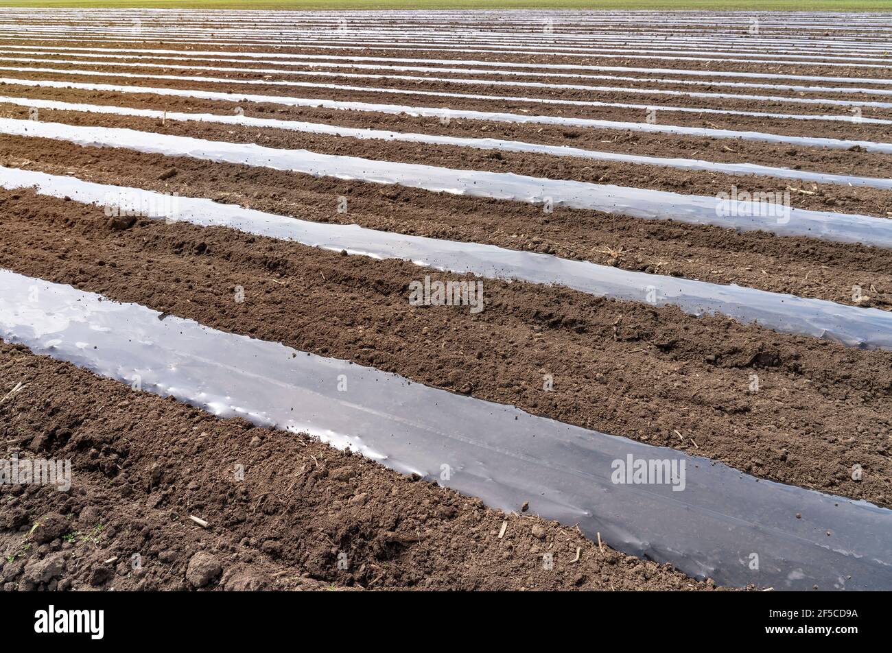 Installing drip tape irrigation under plastic mulch on a vegetable bed.  Agricultural plastic mulch is used to prevent weeds growing and to reduce  wate Stock Photo - Alamy