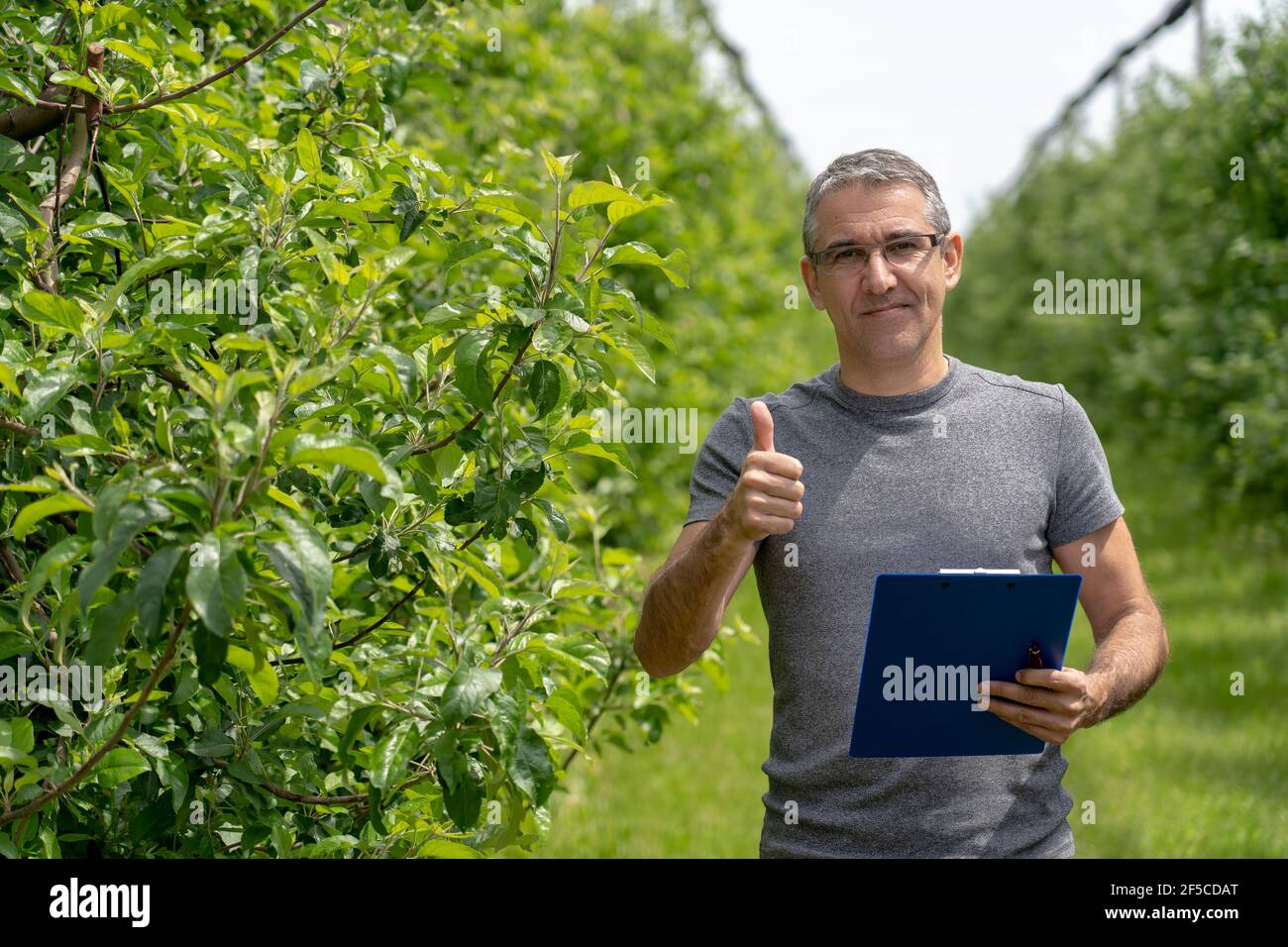 Agronomist or Farmer Standing in Green Orchard, Looking at Camera and Showing Thumb Up. Apple Orchard With Hail Protection Nets. Stock Photo