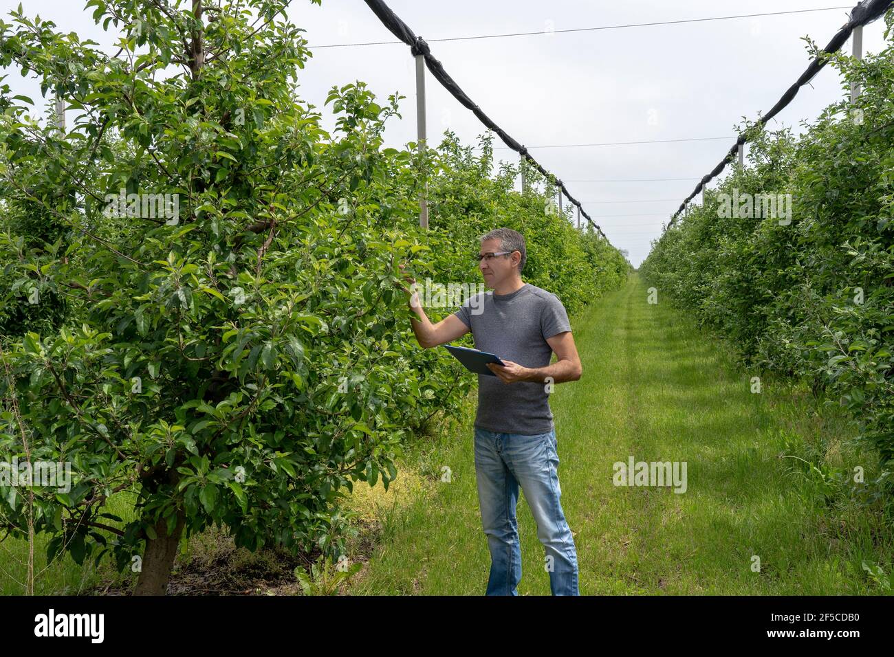 Middle Aged Man Standing in Large Orchard and Checking Apple Trees Health. Green Orchard Protected With Anti Hail Nets in Springtime. Stock Photo