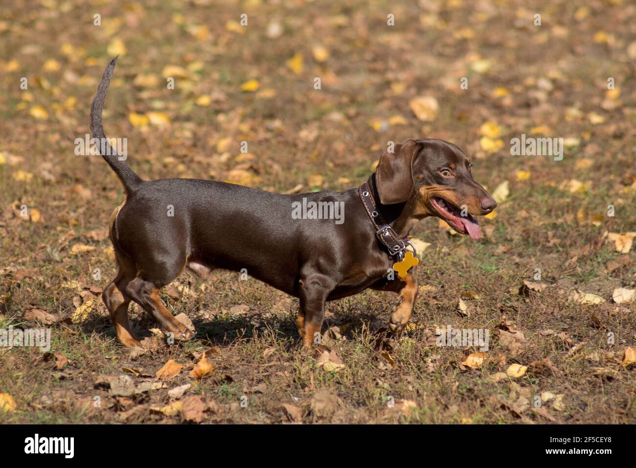 Cute dachshund puppy is walking in the autumn park. Wiener dog or ...