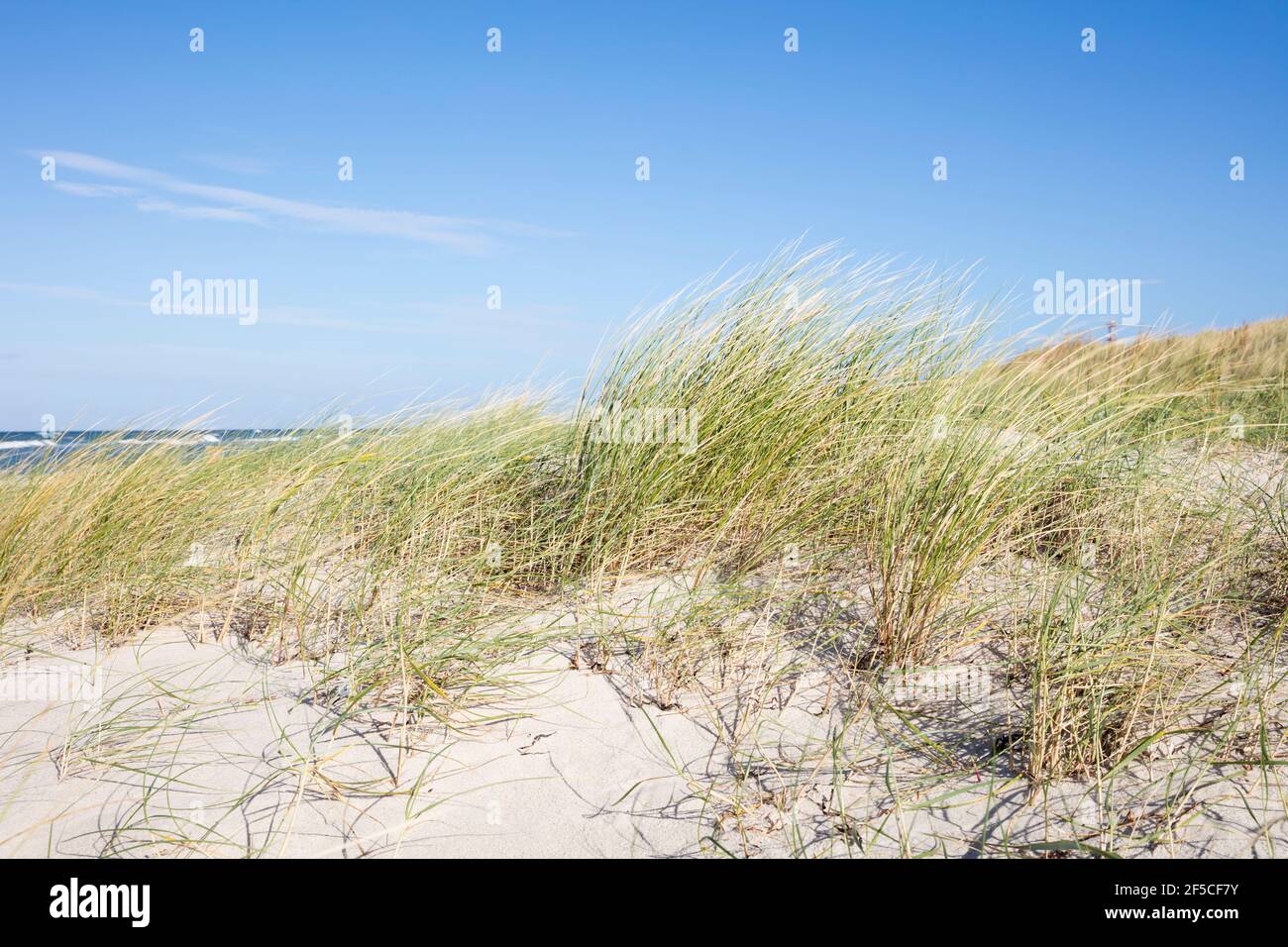 geography / travel, Germany, Mecklenburg-West Pomerania, Fischland-Darss-Zingst, Darss, national park , Additional-Rights-Clearance-Info-Not-Available Stock Photo