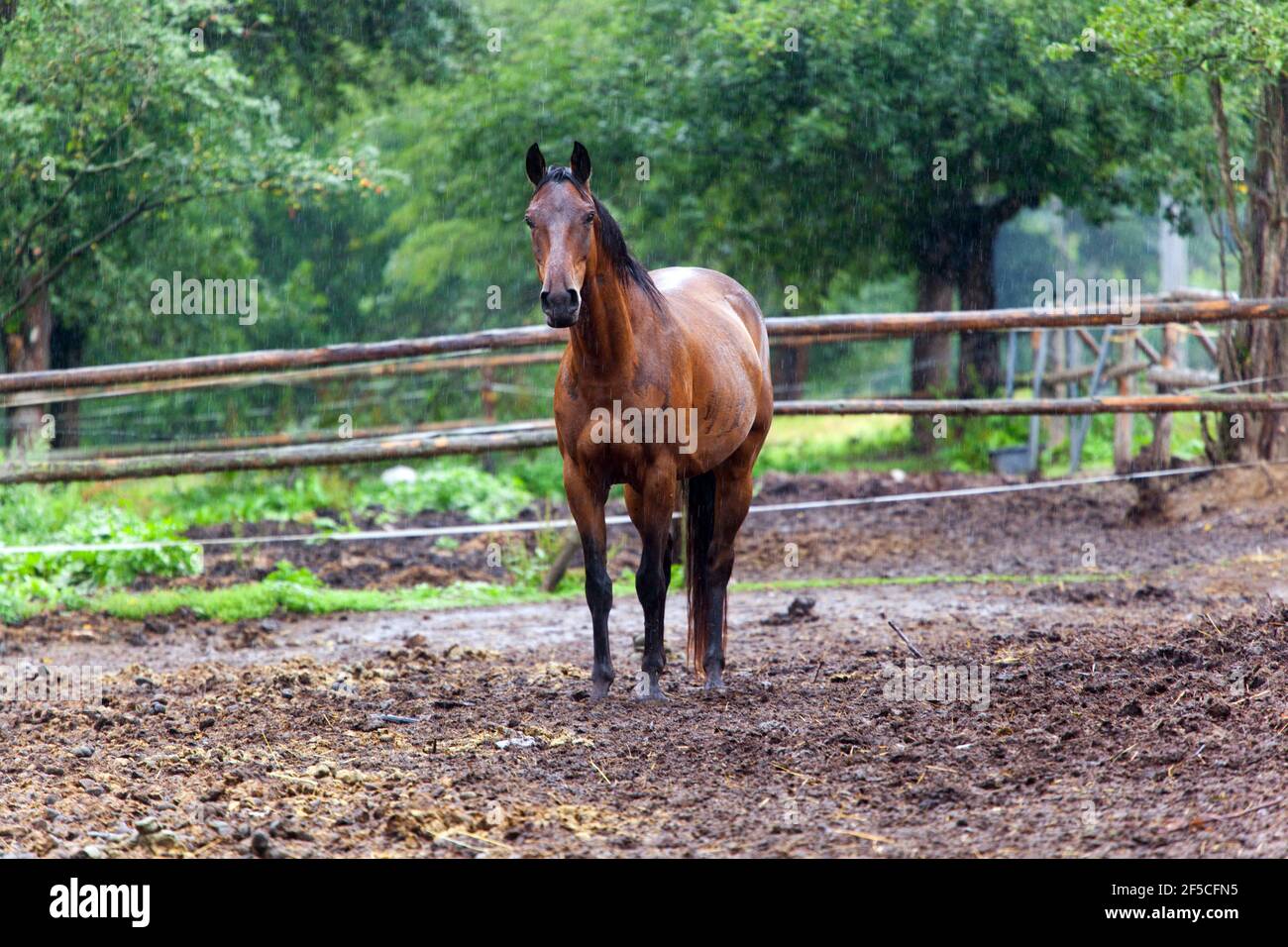 Horse standing in the rain, farm Horse stallion Stock Photo Alamy