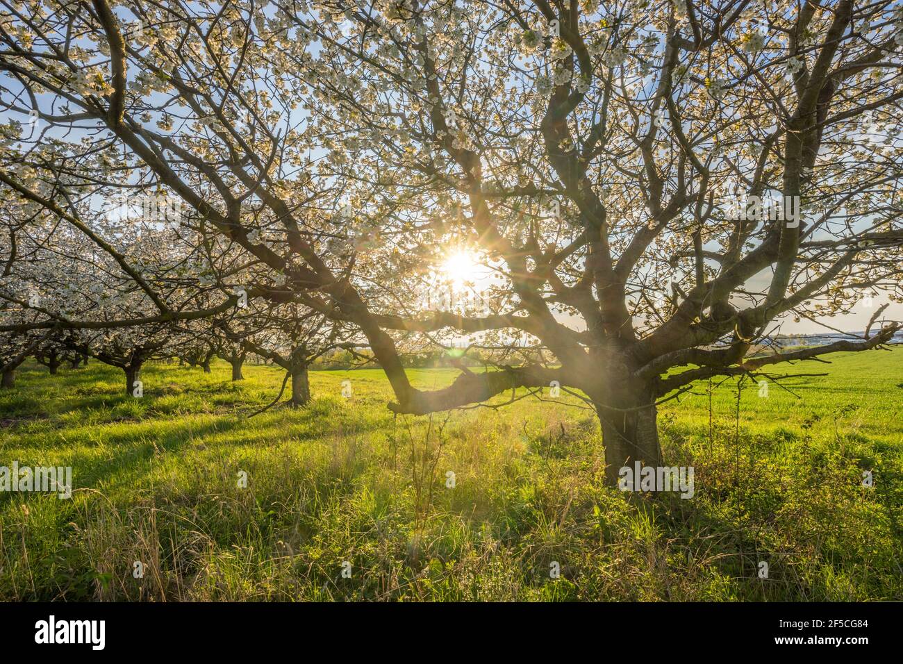 geography / travel, Germany, Saxony-Anhalt, Wernigerode, flowering cherry trees in the evening, Additional-Rights-Clearance-Info-Not-Available Stock Photo