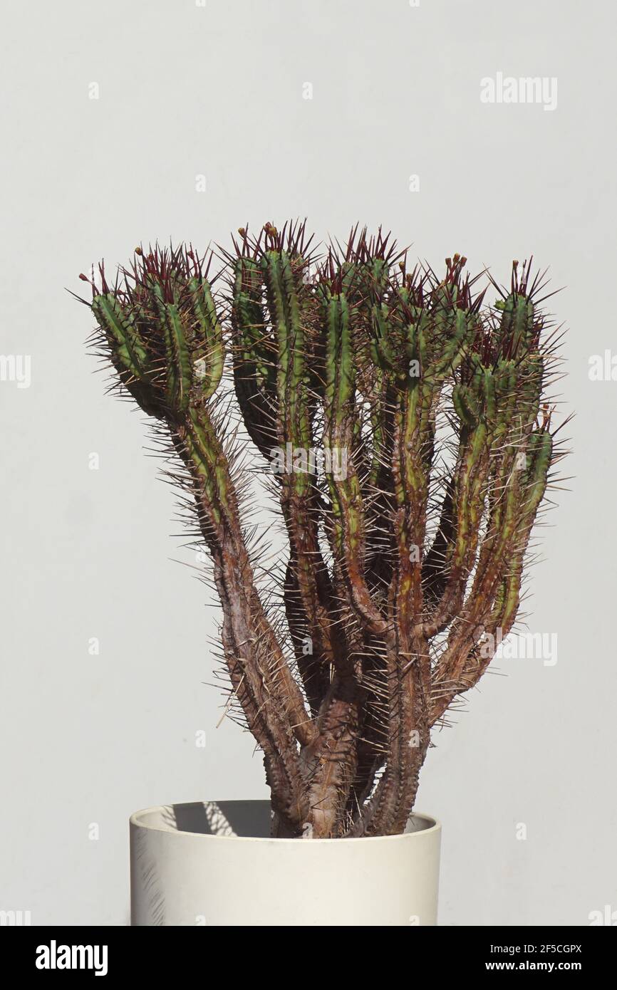 Euphorbia enopla or heptagon with small flowers. Similar species. A clumping plant with stout finger sized stems. Succulent euphorbia family Stock Photo