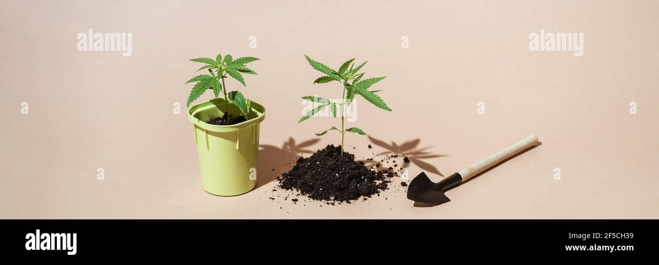 Pot with seedlings bush cannabis on a beige background, fresh foliage hemp, soil and shovel, front view Concept of growing marijuana at home Stock Photo