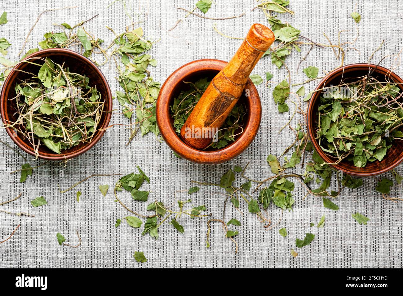 Mortar with a pestle with dried medicinal orthilia secunda.Medicinal herbs in herbal medicine. Stock Photo