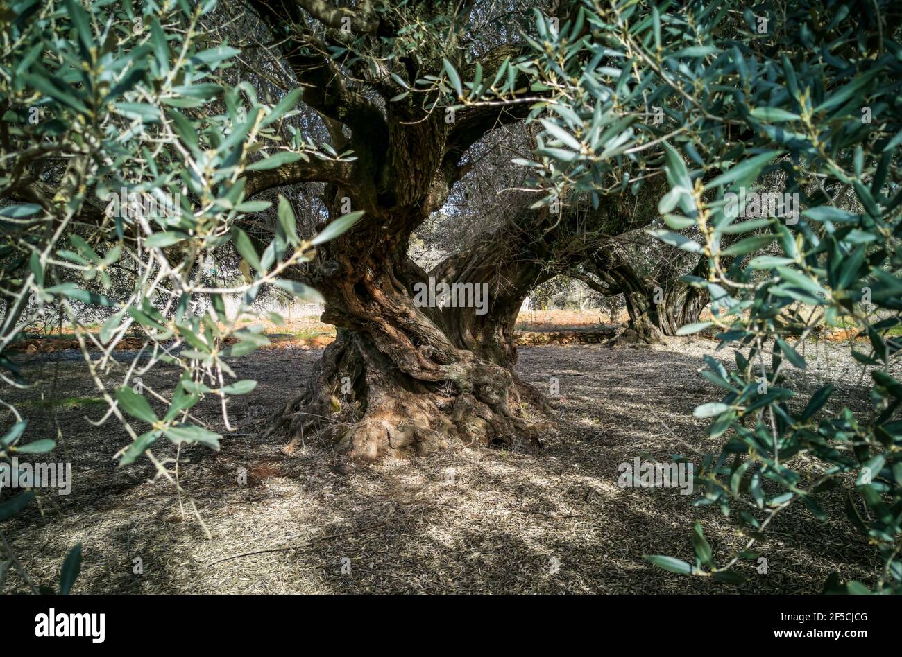 Thousand year old olive tree with twisted trunk Stock Photo - Alamy