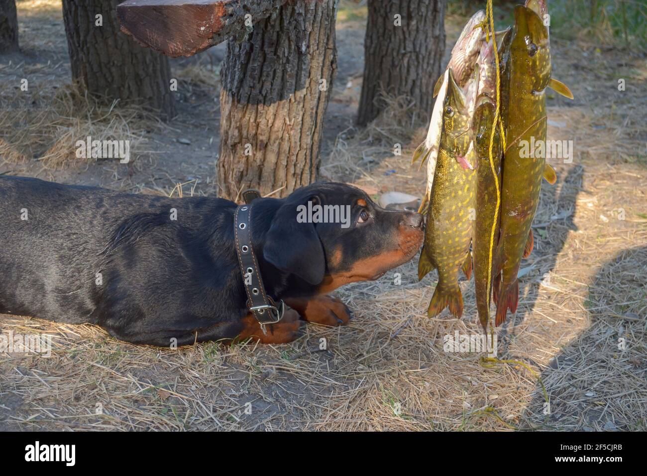 Rottweiler puppy sniffing freshly caught pike. Three-month-old female dog lies on the ground and touches fish with her nose. Five predatory fish hangi Stock Photo