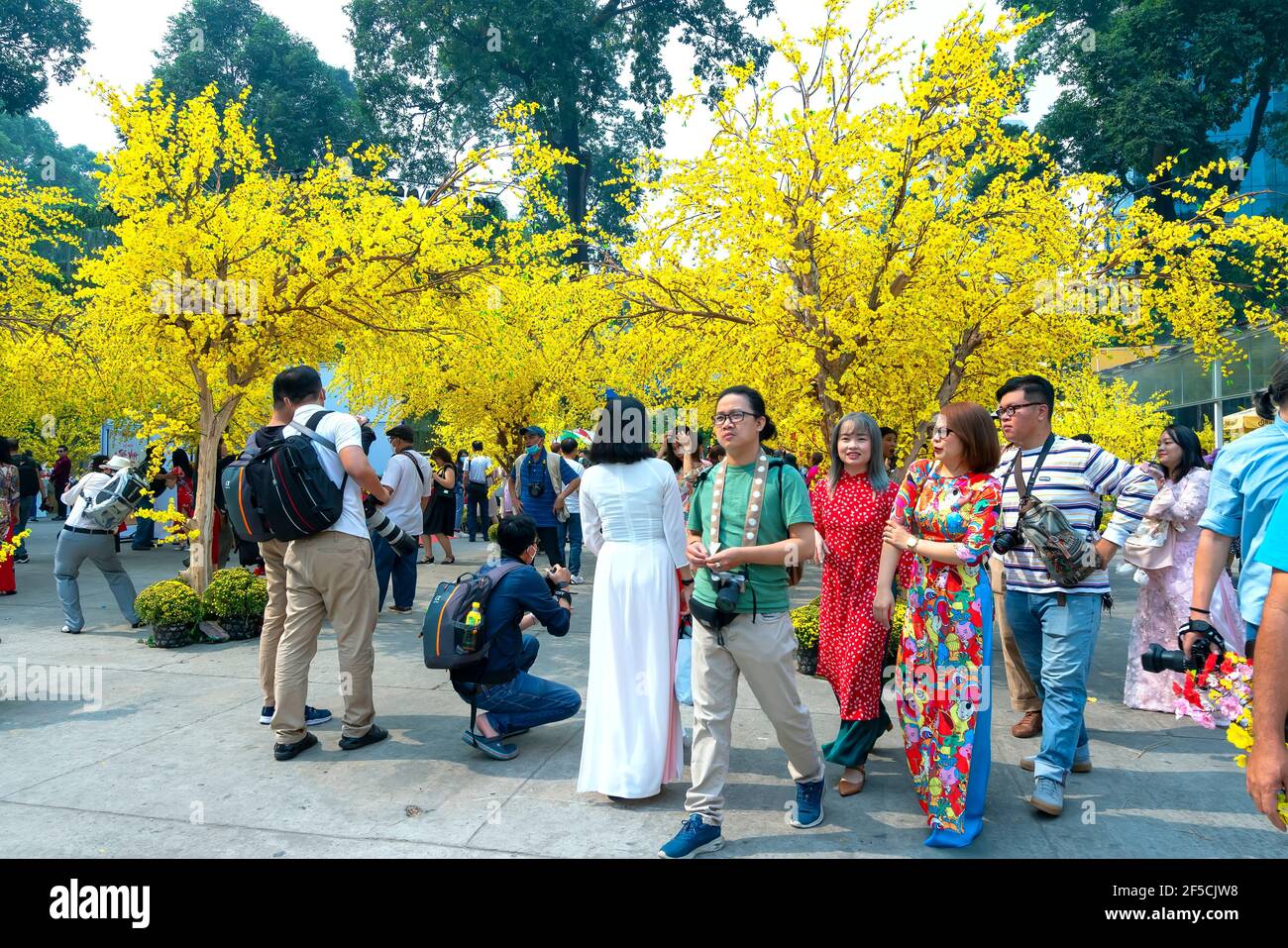 People focus photograph below buried golden apricot trees unique morning colors of spring of festivals Lunar New Year in Ho Chi Minh city , Vietnam Stock Photo