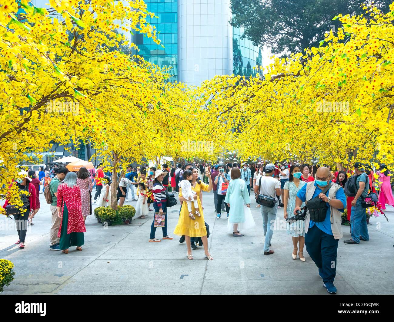 People focus photograph below buried golden apricot trees unique morning colors of spring of festivals Lunar New Year in Ho Chi Minh city , Vietnam Stock Photo